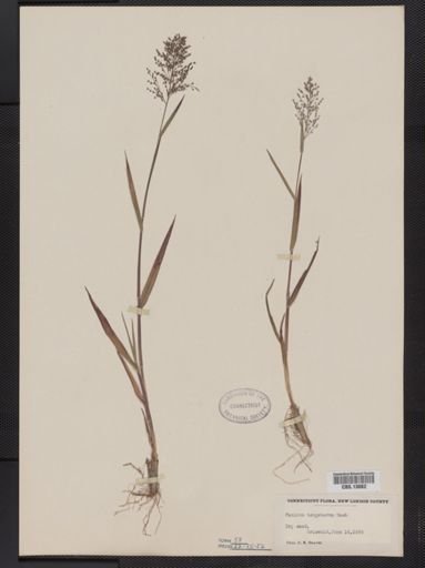 Panicum columbianum tsugetorum