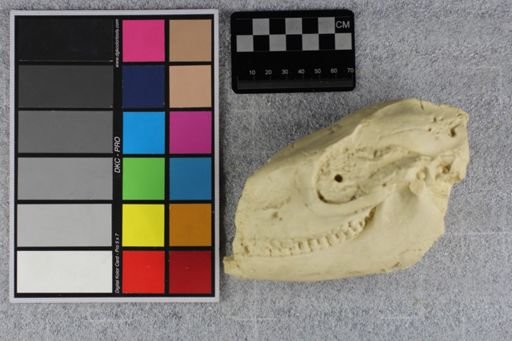 Mesohippus bairdi
