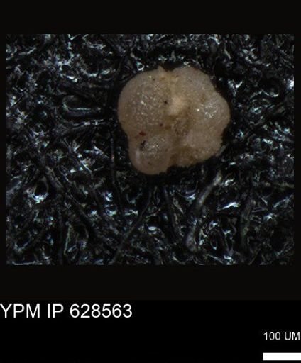 undet. Foraminiferida
