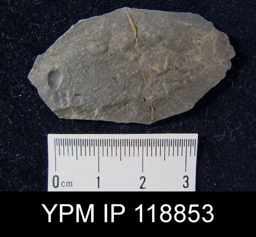 Dalmanella wisbyensis