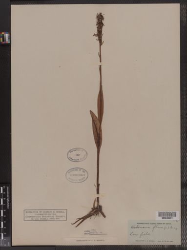 Habenaria flava