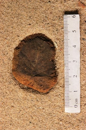 Angiospermopsida