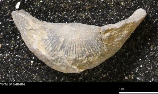 Stropheodonta subcymbiformis