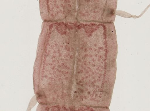 Proteocephalus
