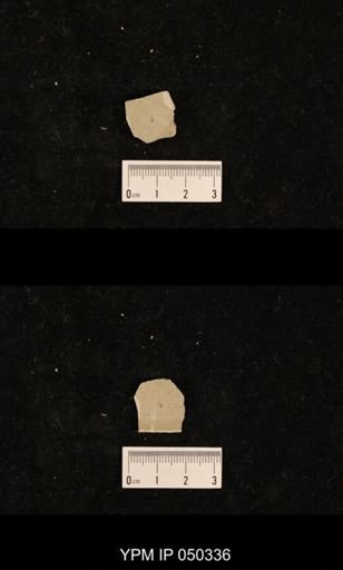 undet. Hexapoda