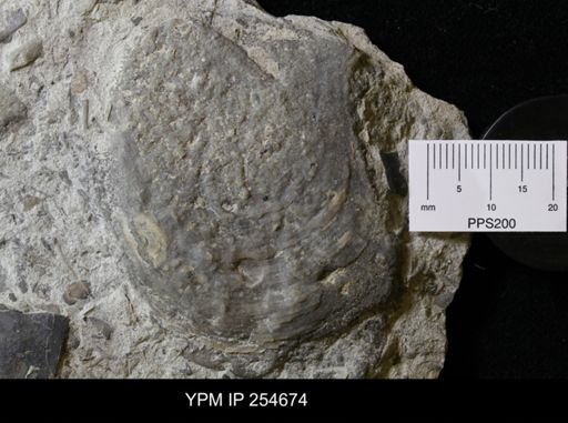 Pterinea (Caritodens) demissa