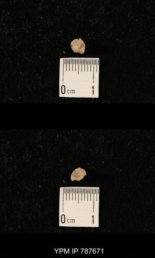 undet. Brachiopoda