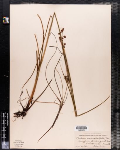 Cladium mariscoides