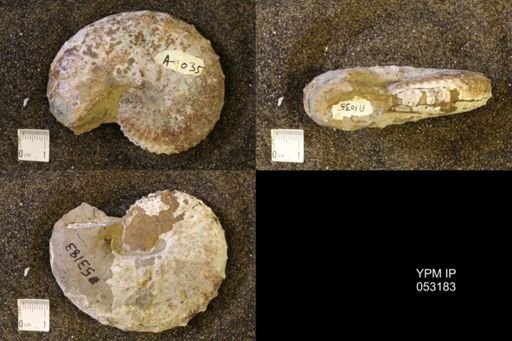 Discoscaphites conradi