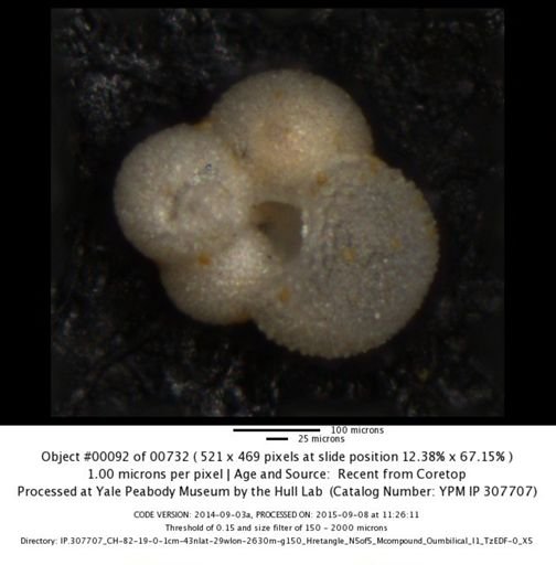 undet. Foraminiferida