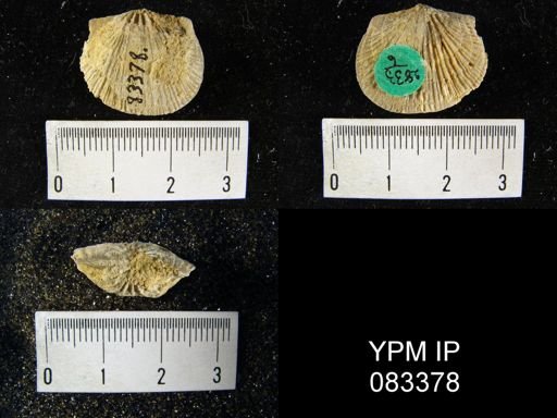 Orthostrophia strophomenoides