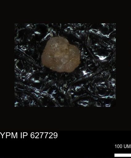 undet. Foraminiferida