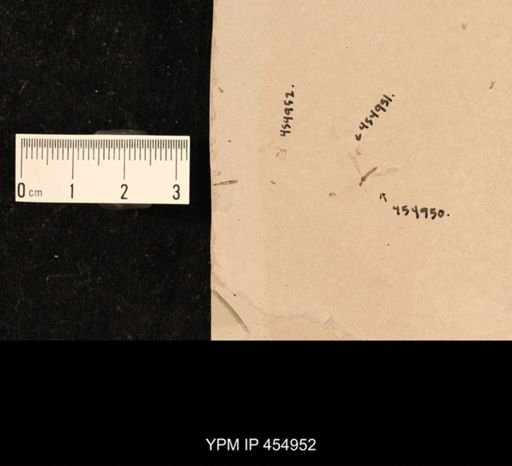 undet. Hymenoptera