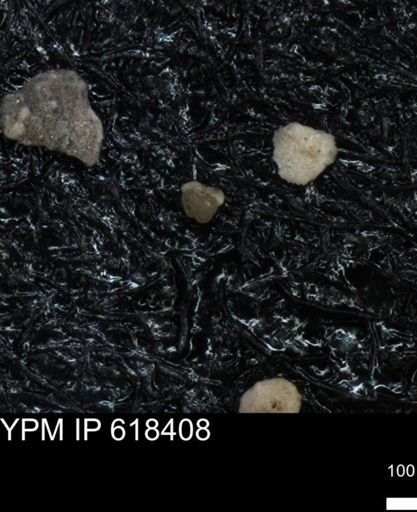 undet. Foraminiferida