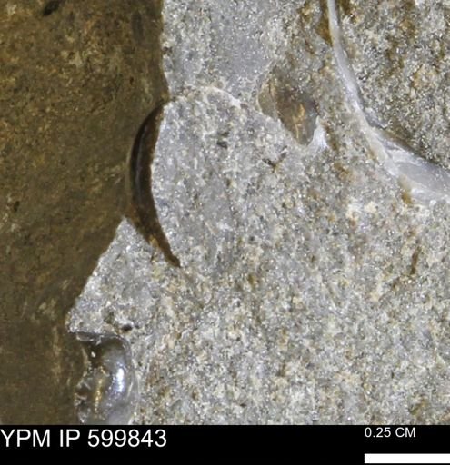 Protocardia subquadrata