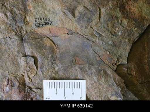 undet. Trilobita