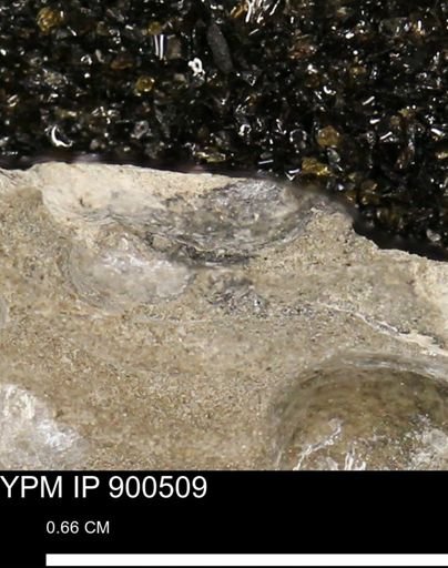 Anomia gryphorhyncha