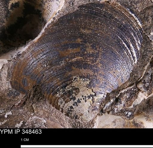 Limopsis striatopunctatus