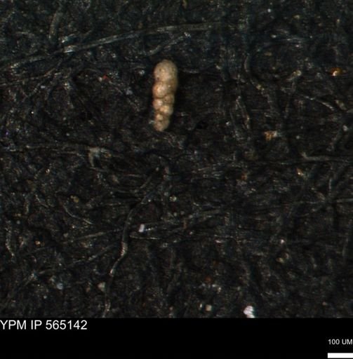 Verneuilinoides kansasensis