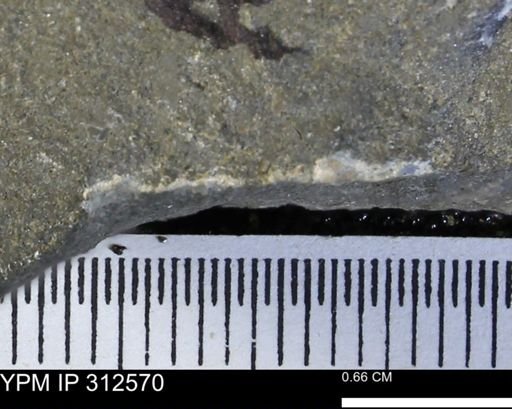 undet. Bivalvia