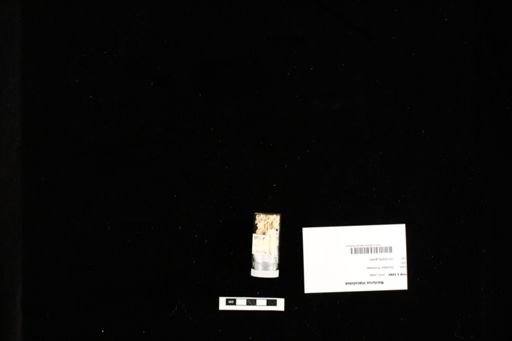 Necturus maculosus
