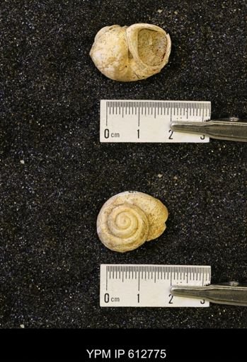 Vanikoropsis sp.
