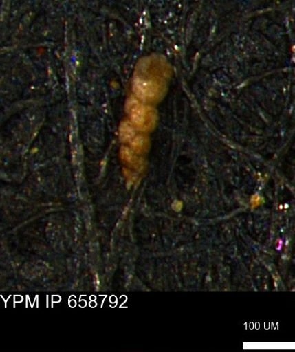 Verneuilinoides kansasensis