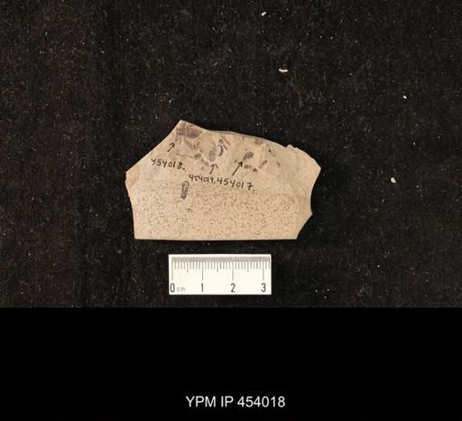 undet. Hexapoda