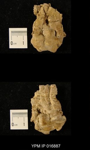 Erisocrinus typus