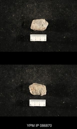 undet. Nautiloidea