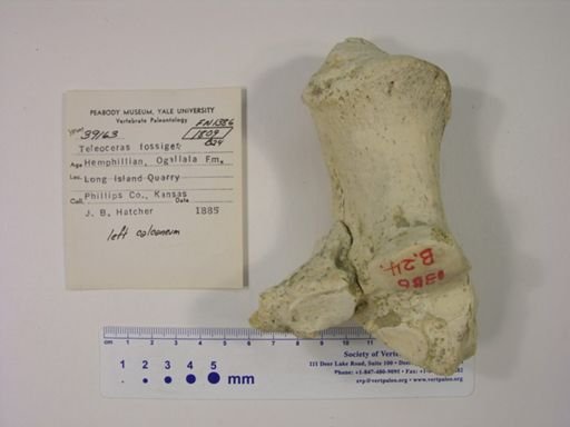 Teleoceras fossiger