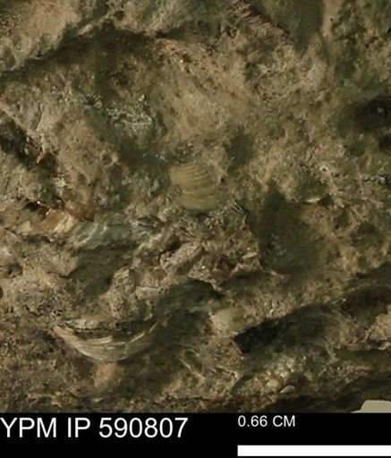 undet. Bivalvia