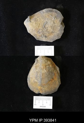 Actinodesma erectum