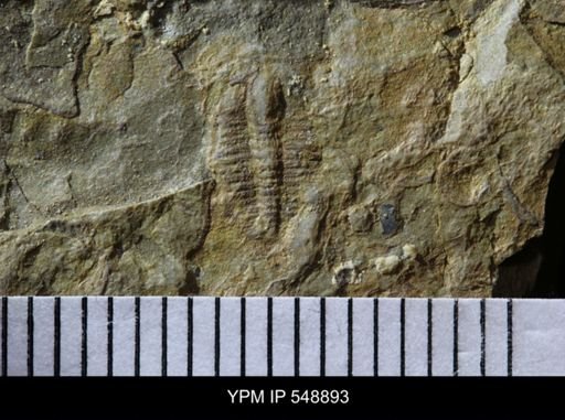 Trilobita