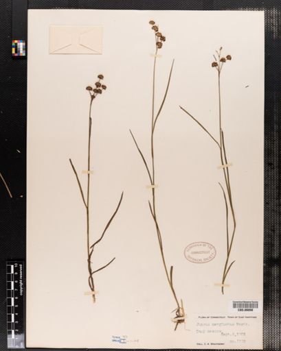 Juncus marginatus