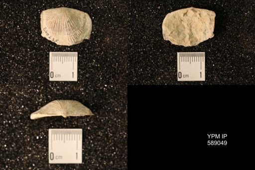 Dinorthis subquadrata
