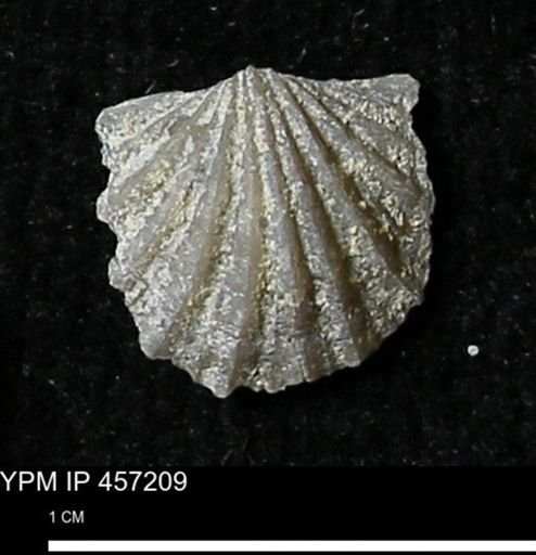 Stropheodonta erratica solidicosta