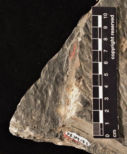 Calamites sp.