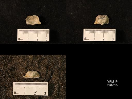 Marginifera wabashensis var. armata