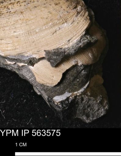 Limopsis striatopunctatus