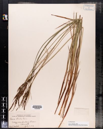 Carex stricta