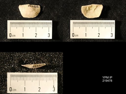 Chonetes granulifer