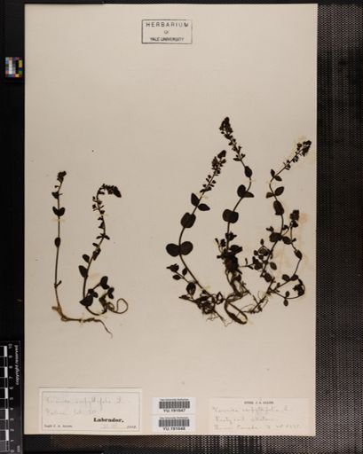 Plantae