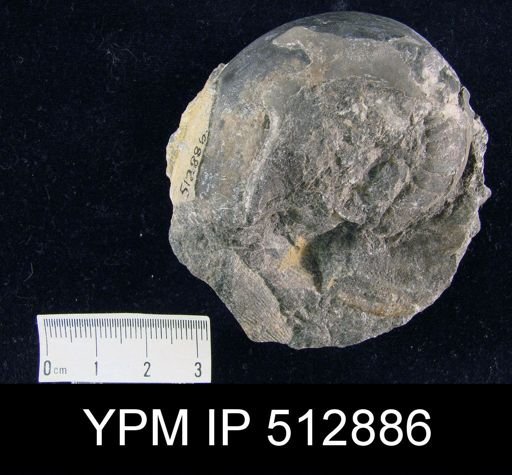 Vestinautilus