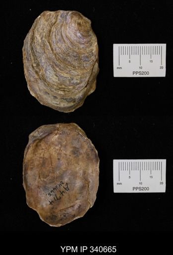 Ostrea translucida