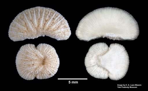 Diaseris pulchella