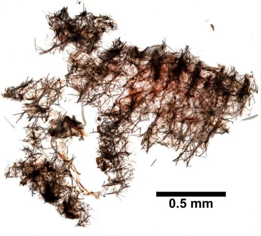 Haliclona enamela