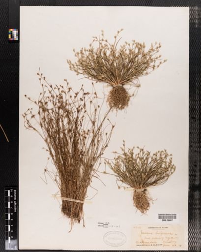 Juncus bufonius