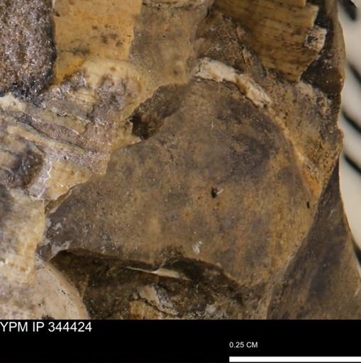 undet. Bivalvia
