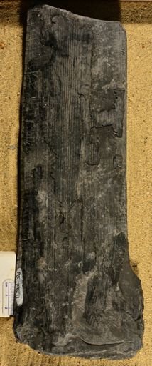 Calamites sp.